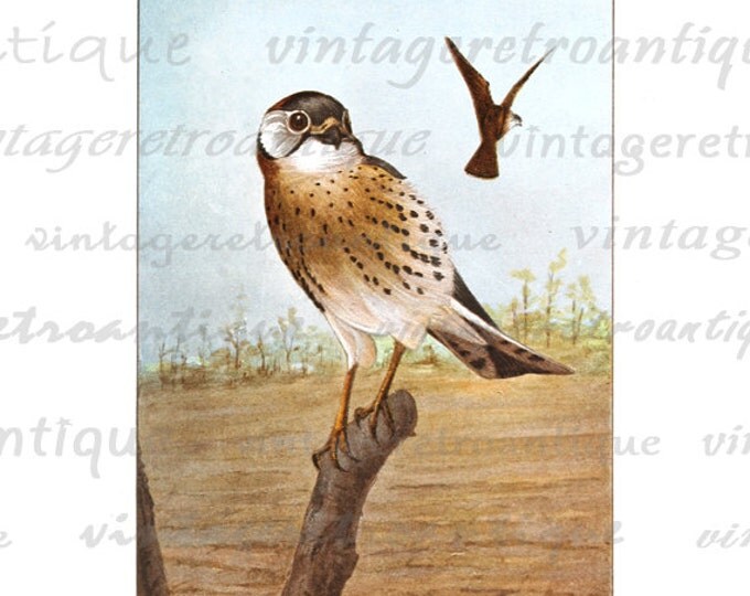 Digital Image Sparrow Hawk Graphic Color Bird Illustration Printable Download Vintage Clip Art for Transfers etc HQ 300dpi No.934