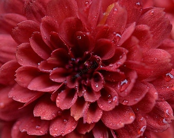 PBCHR) RUSTY ROSE Chrysanthemum~Seed!!~~~~~~~Red Lovelies!!!
