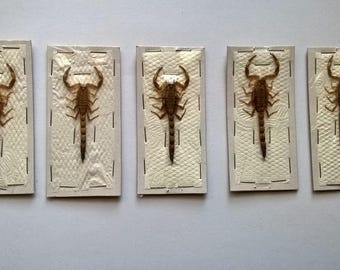 Wholesale 5 x Scorpion Mesobuthus Martensii - Taxidermy - Unmounted - Ready To Rehydrate - Artwork