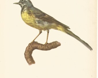 1950 bird print yellow wagtail ornithological bookplate print by e dermartina vintage bird wall decor