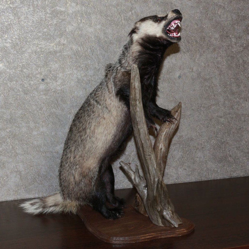Eurasian Badger Taxidermy Mount Stuffed Animal For Sale