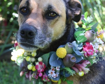 Dog flower crown, collar. Flower garland for dogs. Australian native flowers and foliage. Billy buttons, gumnuts, wax flower