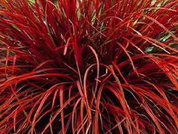 New Zealand Red Hook Sedge Seeds Uncinia Rubra Uncinia rubra