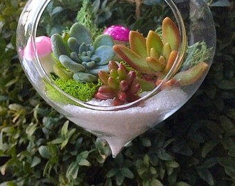 Succulent terrarium & fairy garden mushrooms/succulent terrarium/hanging planter/succulent garden/succulent wedding decor/party favor/mini