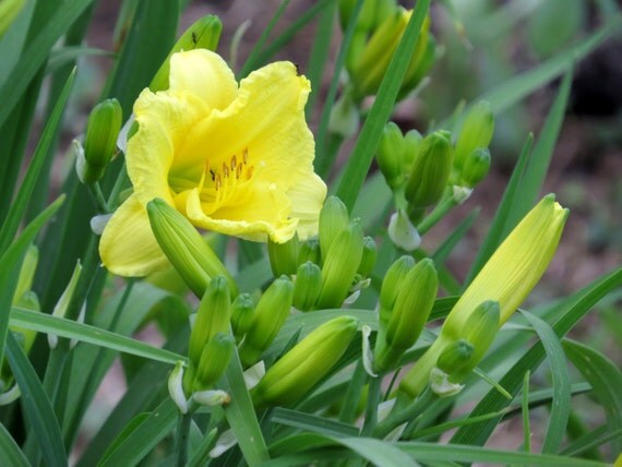 daylily quot lemon quot hemerocallis lilioasphodelus perennial plants live plants yellow flowers daylily quot lemon quot hemerocallis lilioasphodelus perennial plants live plants yellow flowers