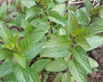 Medicinal herbs | Etsy