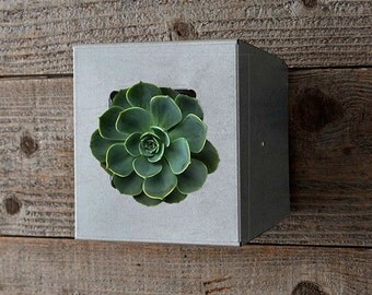 Wall plant holder | Etsy