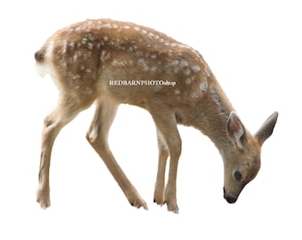 Fawn / deer PNG Overlays for photography composites