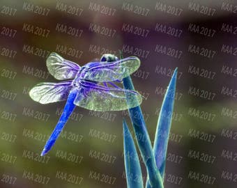 Dragonfly wallpaper | Etsy