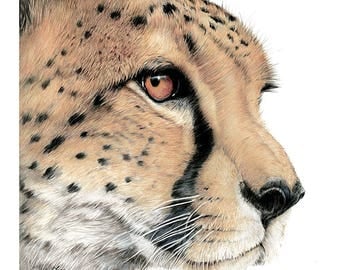 Cheetah - Limited Edition Giclee Print from an Original Painting