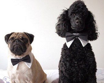 Designer Dog Tuxedo Shirt Collar, Bow Tie for Dog Wedding accessory- Dog Tuxedo Collar, Wedding Dog accessory with NO LEASH HOOK