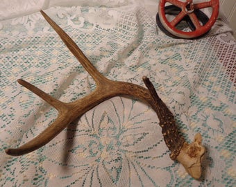 Vintage Deer Antler - White Tail Deer Shed - 16-079