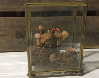 Vintage Curio Shadowbox Holder Display Case dried flower decor boho home