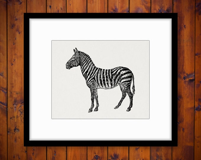 Printable Digital Zebra Graphic Illustration Image Download Antique Clip Art Jpg Png Eps HQ 300dpi No.3087