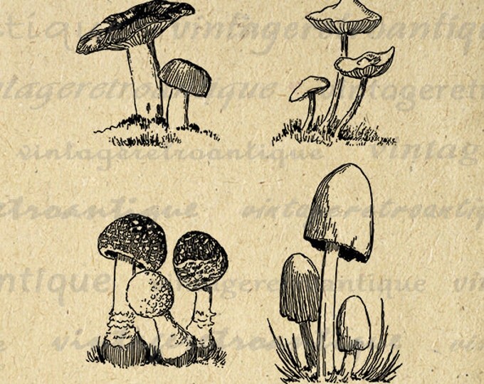 Printable Mushroom Collage Sheet Digital Graphic Image Download Vintage Clip Art Jpg Png Eps HQ 300dpi No.3824