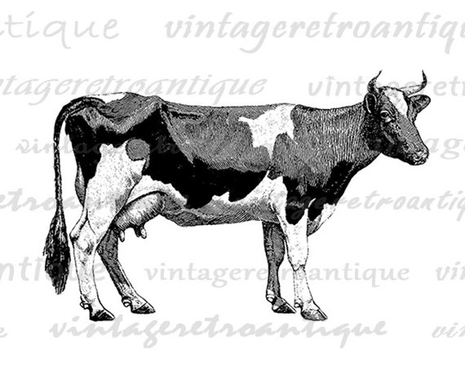 Digital Graphic Cow Printable Farm Animal Download Image Vintage Clip Art Jpg Png Eps HQ 300dpi No.790