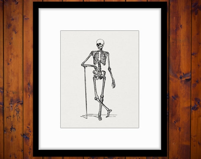 Digital Printable Skeleton Graphic Human Skeleton Download Image Antique Clip Art Jpg Png Eps HQ 300dpi No.575