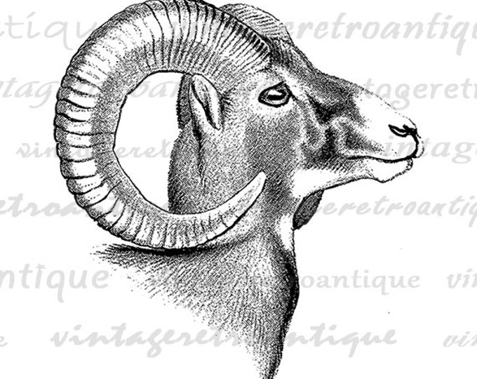 Digital Graphic Goat Download Ram Horns Animal Printable Image Vintage Clip Art Jpg Png Eps HQ 300dpi No.470