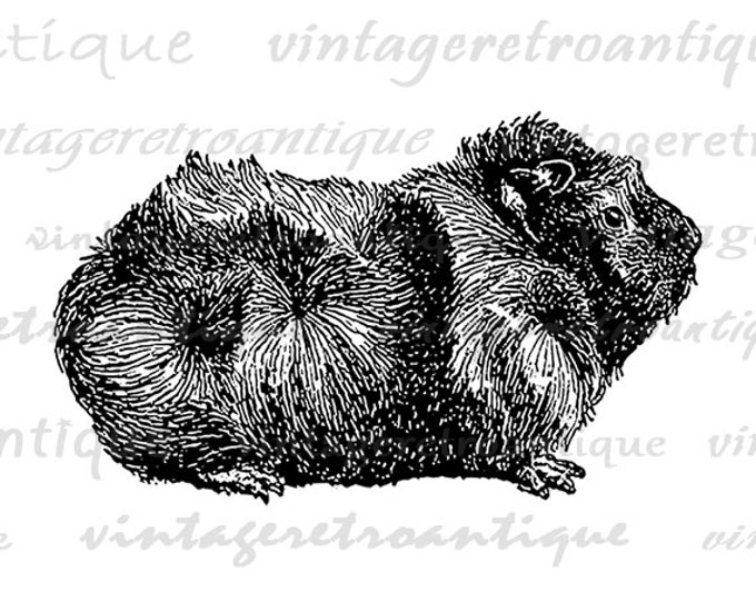 Pet Guinea Pig Graphic Image Digital Illustration Download Printable Vintage Clip Art Jpg Png Eps HQ 300dpi No.3144