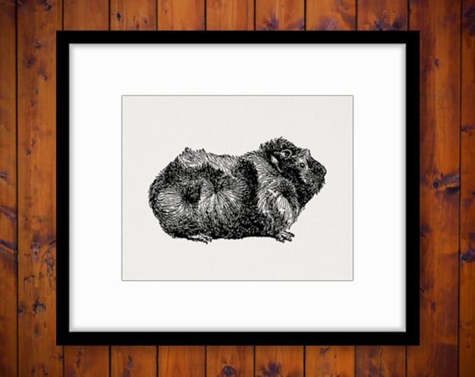 Pet Guinea Pig Graphic Image Digital Illustration Download Printable Vintage Clip Art Jpg Png Eps HQ 300dpi No.3144