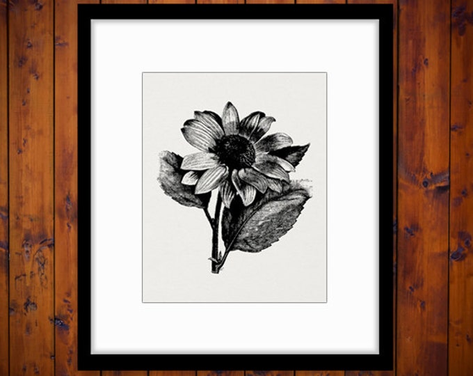 Flower Printable Graphic Download Antique Digital Image Vintage Clip Art Jpg Png Eps HQ 300dpi No.265