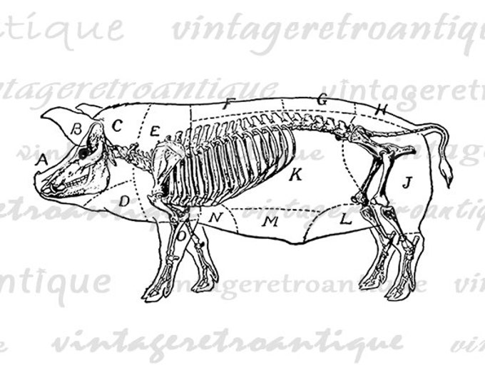 Printable Pig Diagram Graphic Image Digital Download Artwork Antique Clip Art Jpg Png Eps HQ 300dpi No.3445