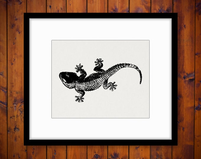 Printable Graphic Gecko Lizard Download Image Digital Illustration Jpg Png Eps HQ 300dpi No.2736