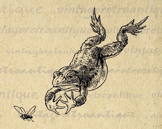 Frog Leaping for Fly Printable Image Graphic Illustrated Digital Download Antique Clip Art for Transfers etc HQ 300dpi No.3154