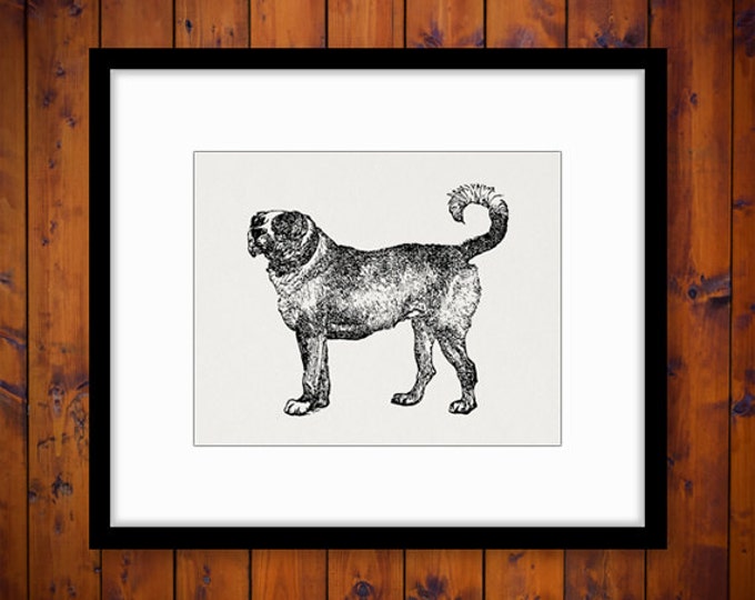 Digital Printable Mastiff Dog Graphic Dog Download Image Illustration Antique Clip Art Jpg Png Eps HQ 300dpi No.4216