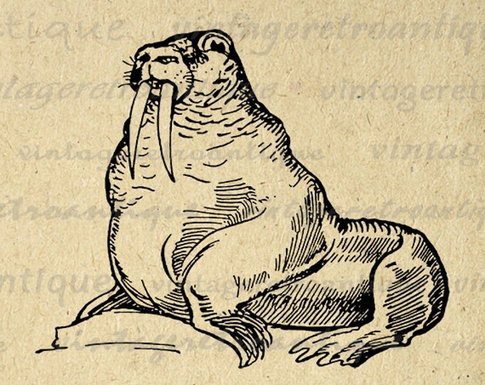 Printable Graphic Walrus Digital Sea Ocean Download Image Vintage Clip Art Jpg Png Eps HQ 300dpi No.3521