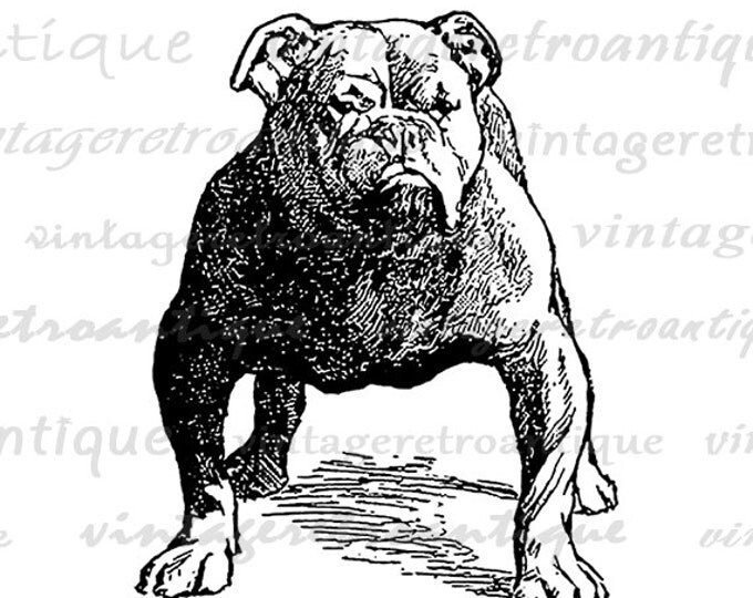 Printable Bulldog Dog Digital Image Download Graphic Artwork Vintage Clip Art Jpg Png Eps HQ 300dpi No.3048