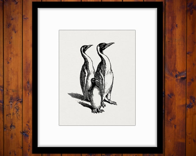 Printable Graphic Penguins Image Bird Download Antique Digital Vintage Clip Art Jpg Png Eps HQ 300dpi No.259