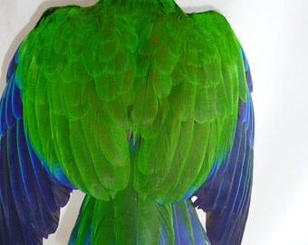 Taxidermy Eclectus parrot (Eclectus roratus) mounted excellent shape