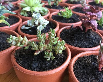 Mini Sempervivum / Succulent Plants | Wedding Favours | Individual Terracotta Pots |