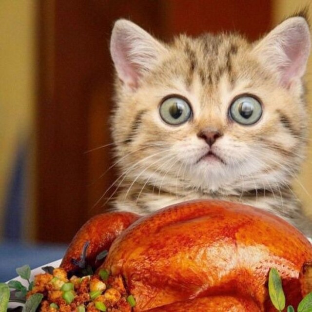 Butterfly Cat Jackets Walking Harness by ButterflyCatJackets