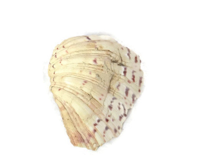 ClamShell Seashell Beach Decor Nautical Decor Natural Small Giant Clam Shell, Maxima Clam Shell, Wedding Vintage Home decor, Vintage Home De