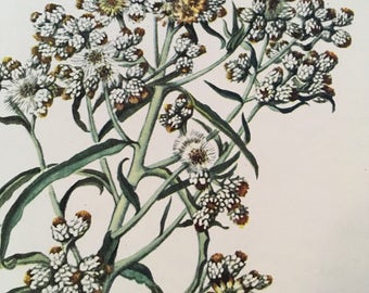 Rabbit Tobacco, Gnaphalium obtusifolium and Ladies' Tobacco, Antennaria plantaginifolia, Vintage illustration flower print wildflower