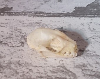 Taxidermy, Bat Skulls, Bat Taxidermy, Gothic, Skull, Skulls, Bone, Real Skull, Curiosity, Bat Skull, Curio, Bat Specimen.