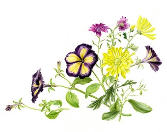 Limited edition Giclee Print of 'Sunny Days', a watercolour of Petunias, Chrysanthemums and Osteospermums found in my garden