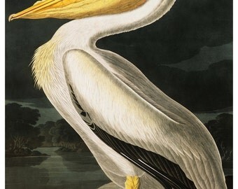Vintage Audubon American Pelican Bird Print Giclee Art Poster Beach Vintage Audubon American Pelican Bird Print Giclee Art Poster Beach