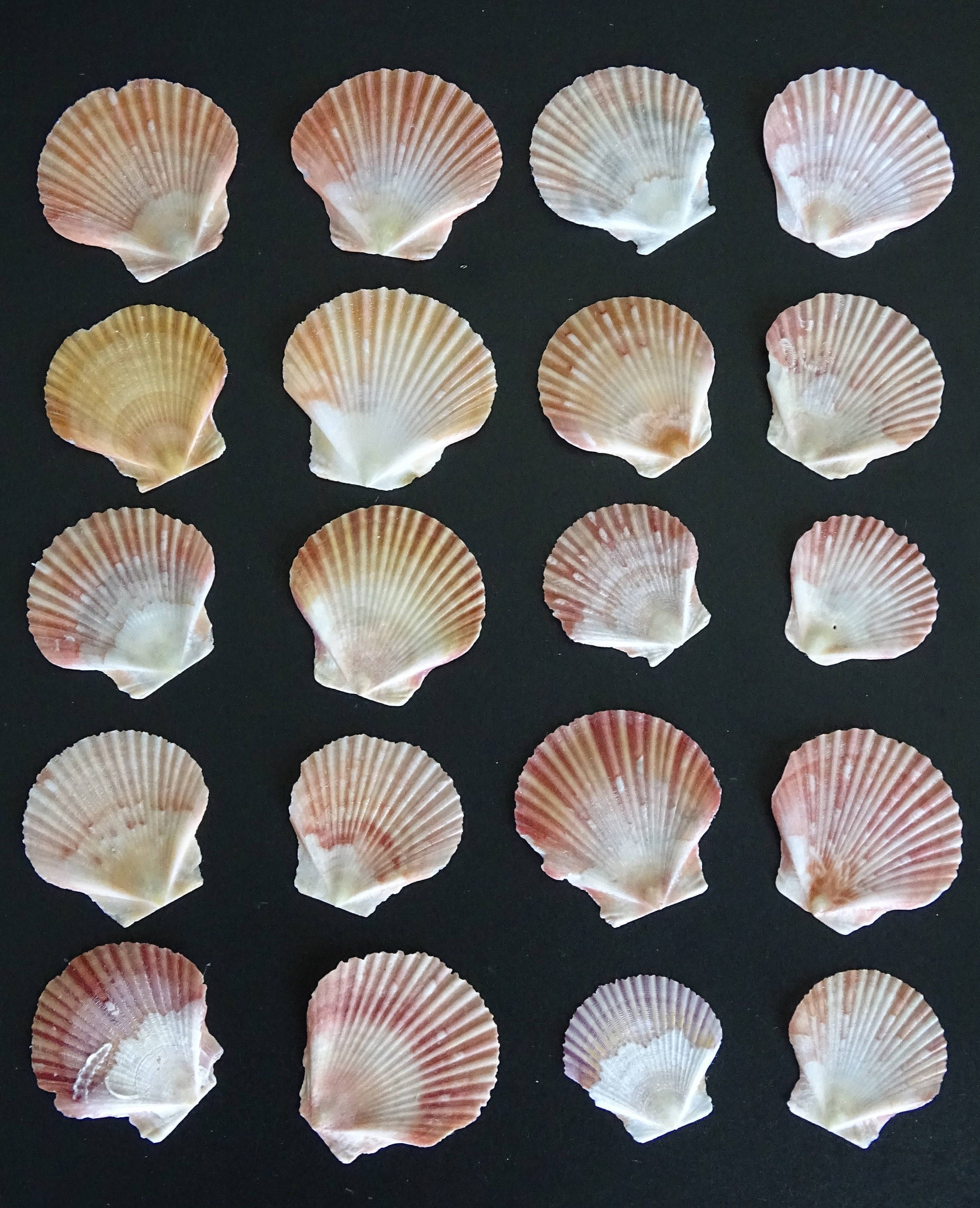 20 Flat Zigzag Scallop seashells from Pensacola Beach, Florida! from CSweedenDesigns on Etsy Studio