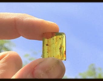Genuine Fossilised Amber with Inclusion - found in the Baltic Sea - Eocene Period - FST215