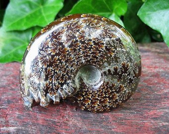 Whole Fossilized Ammonite, polished ammonite specimen, sea fossil, amw1