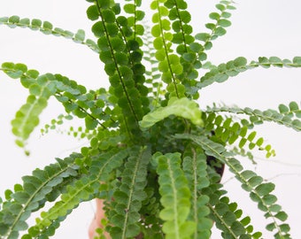 Lemon Buttons Fern, Live Fern, Nephrolepis Cordifolia, House Plant Indoor, Housewarming Gift, Terrarium Plant, Vivarium Plant, Vivarium Fern