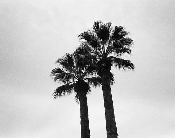 California Palm Trees Monochrome Print 35mm Black and White