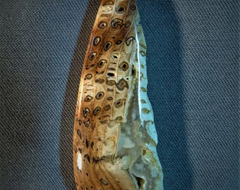Hells Canyon Petrified Wood Cabochons