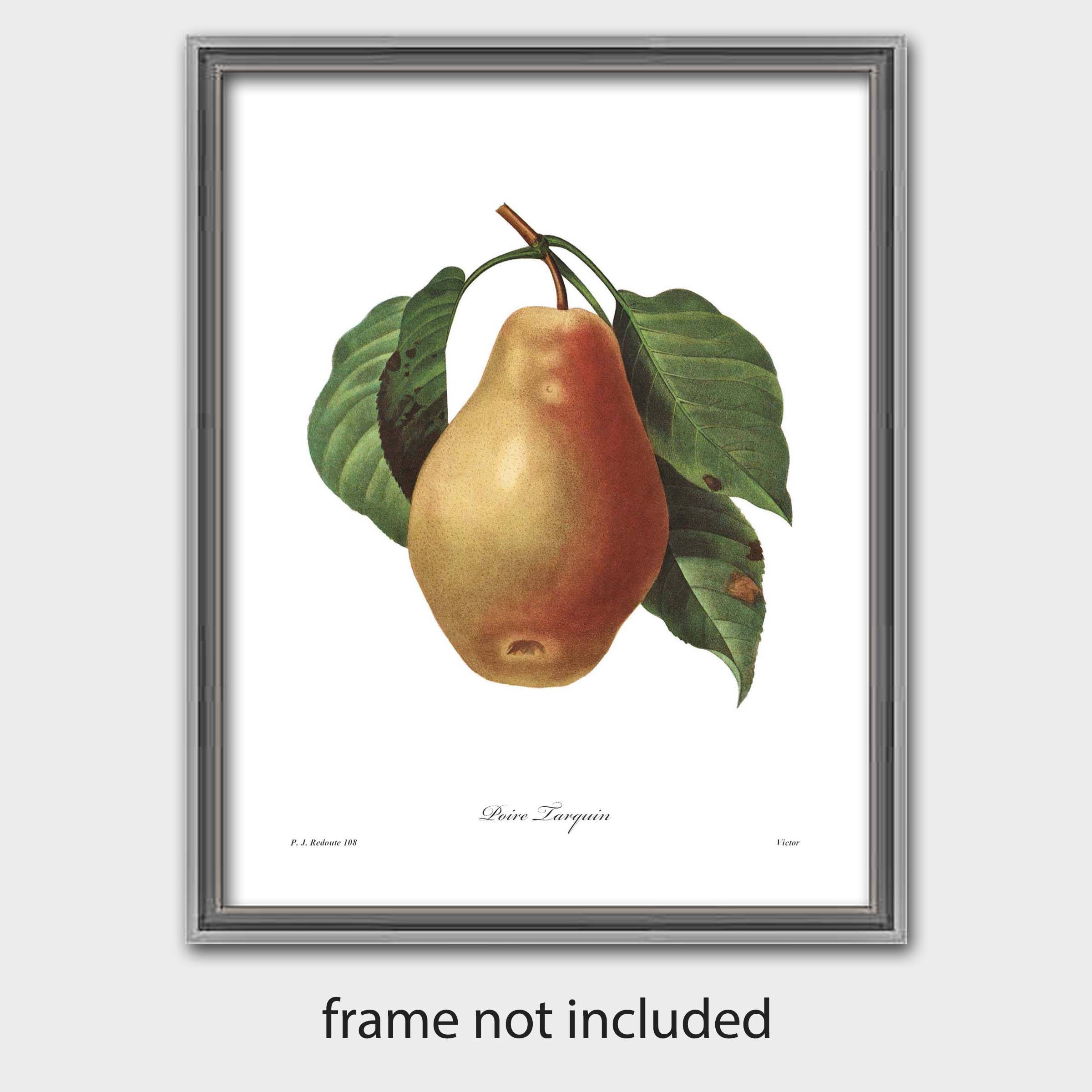 Pear Art Fruit Print Botanical Illustration Antique Kitchen