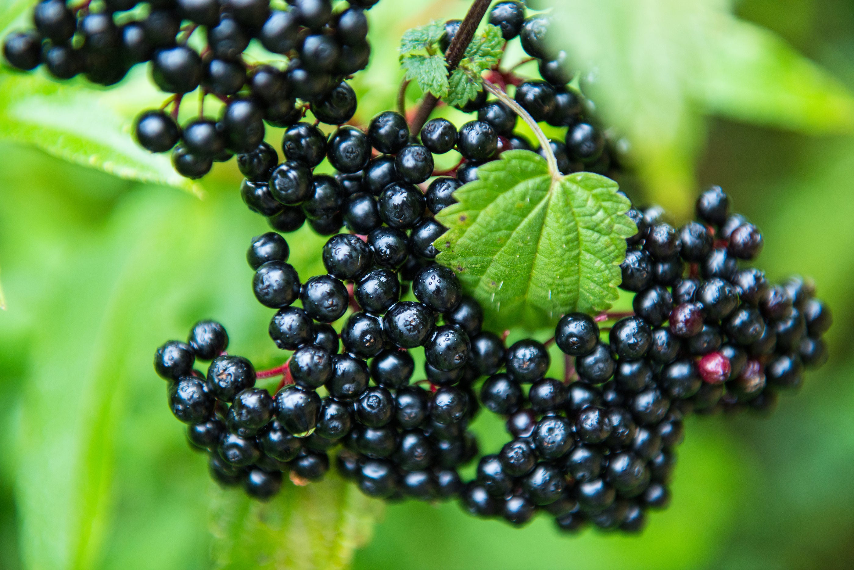 Florida Native Elderberry Elderflower Sambucus Canadensis