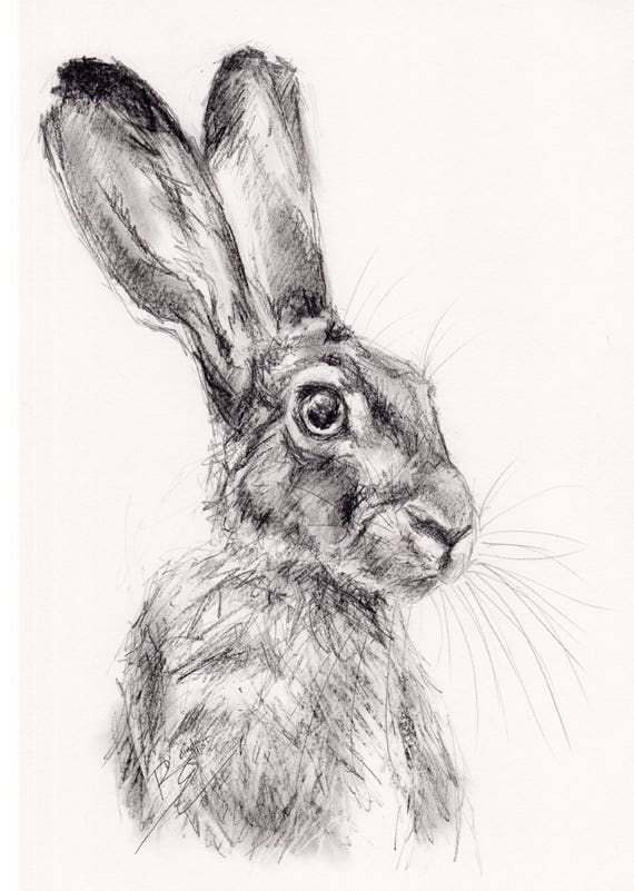 ORIGINAL A4 Pencil Drawing of a HARE by Animal Artist Belinda