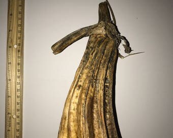RARE ENORMOUS DRIED pumpkin stem!!! Hard to find. Lot 20